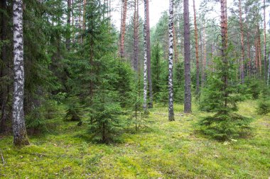 Bulutlu bir yaz gününde Rusya'nın Vladimir bölgesinde iğne yapraklı ve yaprak döken ağaçlar ile karışık orman