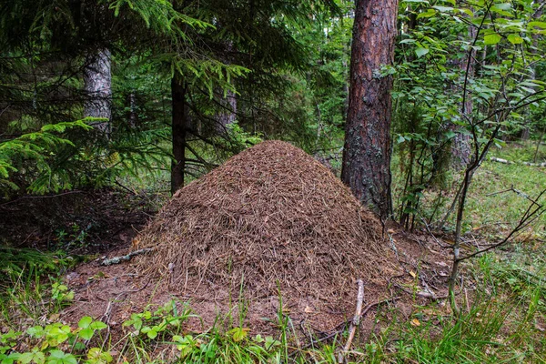 Duże Ant Hill Lesie Zbliżenie — Zdjęcie stockowe
