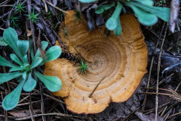 Cogumelos Irreversíveis Floresta Close — Fotografia de Stock