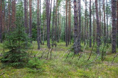 Bir yaz gününde çam ağaçları ve yumuşak yeşil yosun pürüzsüz paralel gövdeleri ile kozalaklı orman
