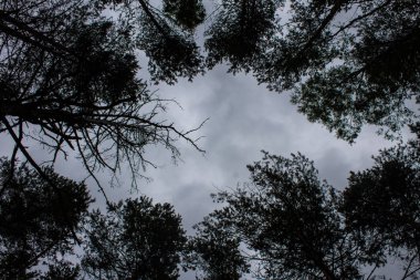 Ormanda bir yaz gününde gökyüzüne karşı çam yüksek gövdeleri