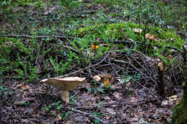 Ormanda yenmez mantar yakın çekim
