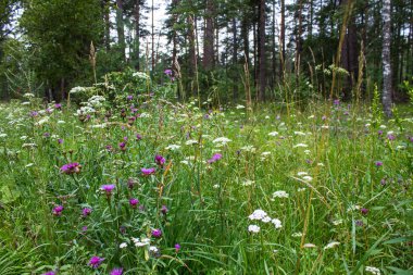 Bir yaz gününde çayır çiçekleri ve çimenler