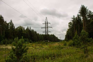 Bulutlu bir yaz gününde Rusya'nın Vladimir bölgesinde iğne yapraklı ve yaprak döken ağaçlar ile karışık orman