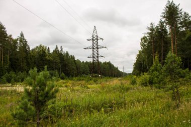 Bulutlu bir yaz gününde Rusya'nın Vladimir bölgesinde iğne yapraklı ve yaprak döken ağaçlar ile karışık orman