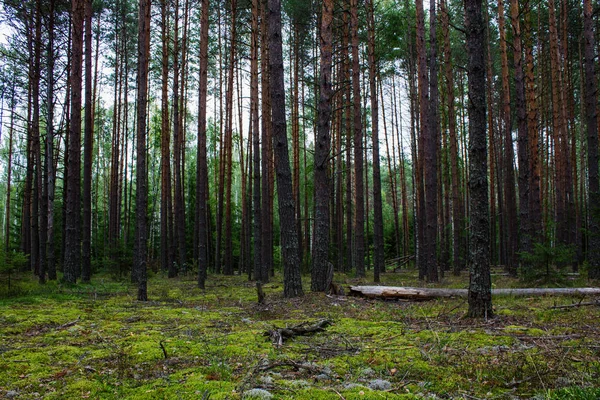 Coniferous Forest Met Gladde Parallelle Stammen Van Dennenbomen Zacht Groen — Stockfoto