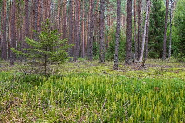 Coniferous Forest Met Gladde Parallelle Stammen Van Dennenbomen Zacht Groen — Stockfoto