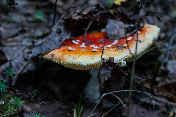 Red Mushroom Fly Agaric Forest Closeup — Stock Photo, Image