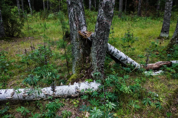 Směsný Les Jehličnatými Opadavé Stromy Vladimíru Rusku Oblačného Letního Dne — Stock fotografie