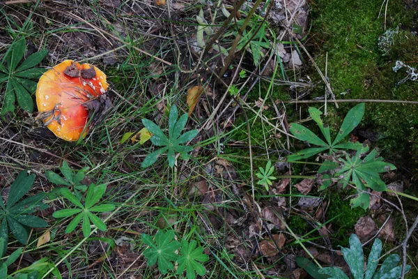 Cogumelo Vermelho Voar Agárico Floresta Closeup — Fotografia de Stock