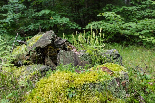 Směsný Les Jehličnatými Opadavé Stromy Vladimíru Rusku Oblačného Letního Dne — Stock fotografie