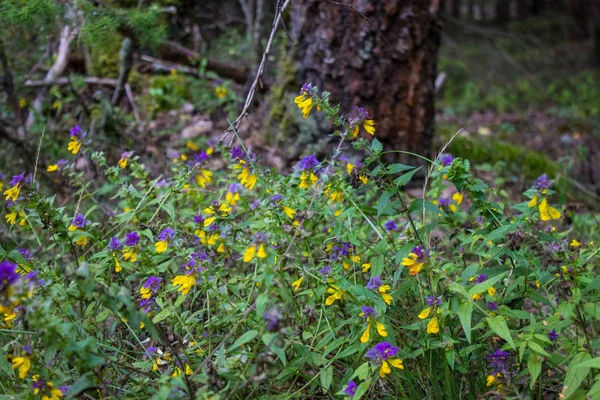 Fleurs Prairie Herbe Jour Été — Photo