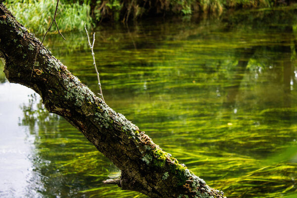 River in the forest on a summer day among the trees