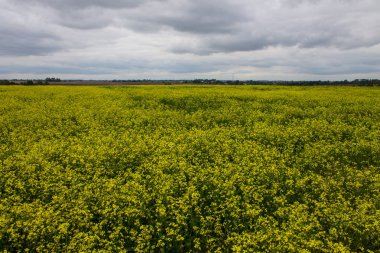 Bulutlu bir yaz gününde parlak sarı kolza alanı