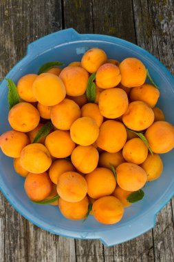 Bahçe masasında mavi plastik bir kase olgun sarı kayısı