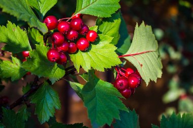 Yeşil yaprakları ile dalları alıç çilek Olgun kırmızı çilek