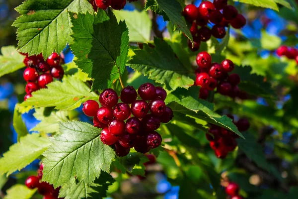 Baies Rouges Mûres Baies Aubépine Sur Les Branches Aux Feuilles — Photo