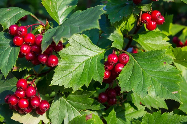 Baies Rouges Mûres Baies Aubépine Sur Les Branches Aux Feuilles — Photo