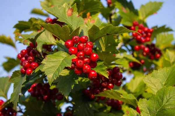 Baies Rouges Mûres Baies Aubépine Sur Les Branches Aux Feuilles — Photo