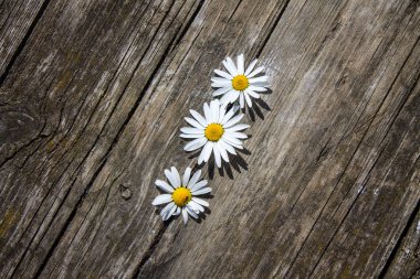 Eski ahşap bir masa üzerinde beyaz papatyalar