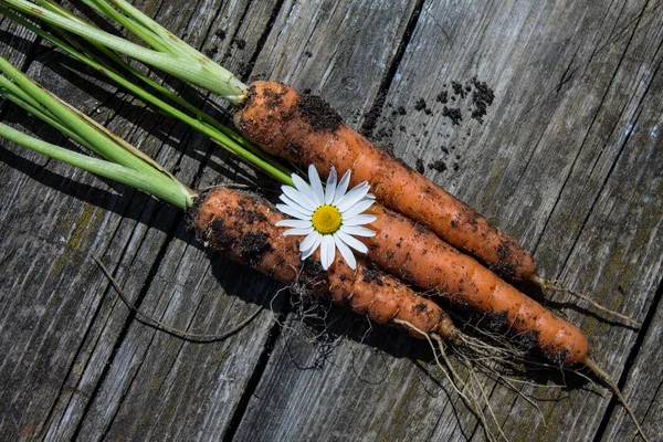 Three fresh carrots with tops on a wooden table