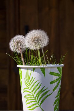 Bahçede bir kağıt Fincan beyaz karahindiba