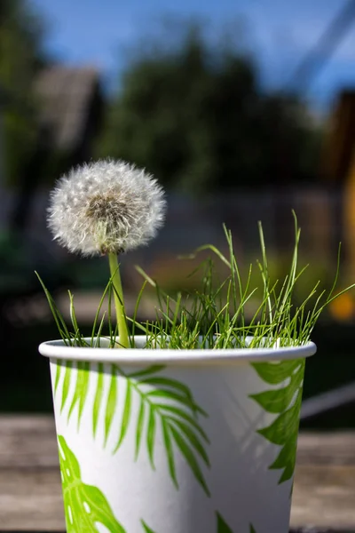 Bílé Dandelii Papírovém Poháru Zahradě — Stock fotografie