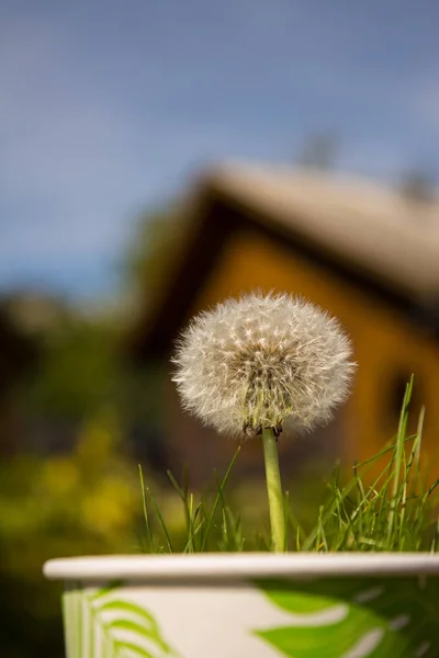 Bílé Dandelii Papírovém Poháru Zahradě — Stock fotografie