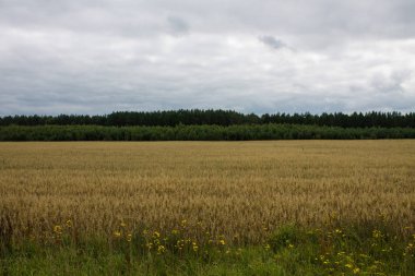 Arka planda ağaçlar ile olgun buğday Alanı