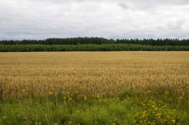 Arka planda ağaçlar ile olgun buğday Alanı