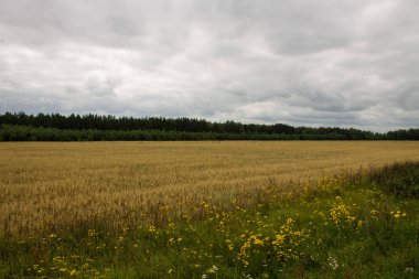 Arka planda ağaçlar ile olgun buğday Alanı
