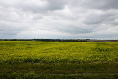 Ufuk ve bulutlu gökyüzü ile sarı tecavüz çiçekleri ile Alan
