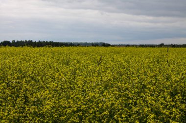 Ufuk ve bulutlu gökyüzü ile sarı tecavüz çiçekleri ile Alan