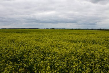 Ufuk ve bulutlu gökyüzü ile sarı tecavüz çiçekleri ile Alan