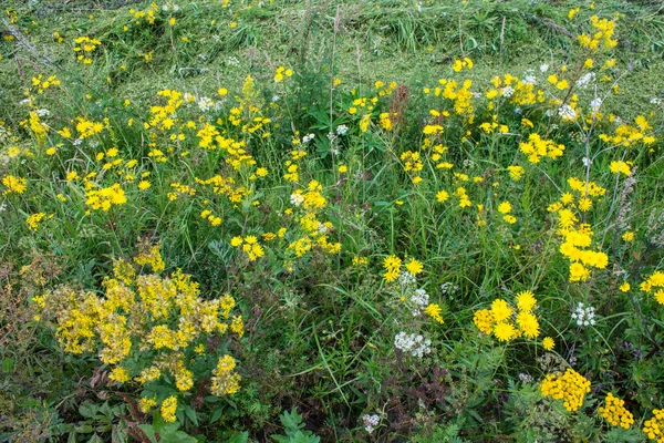 Meadow Yellow Rape Flowers Close — Stock Photo, Image