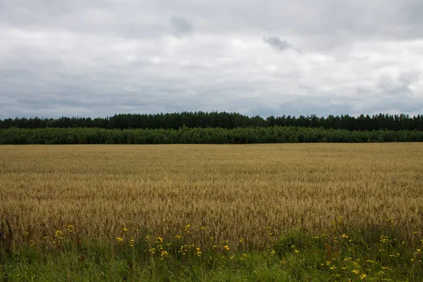 Arka planda ağaçlar ile olgun buğday Alanı