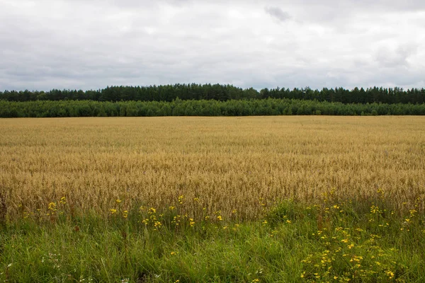 Arka planda ağaçlar ile olgun buğday Alanı