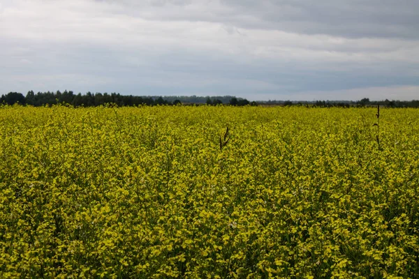 Ufuk ve bulutlu gökyüzü ile sarı tecavüz çiçekleri ile Alan
