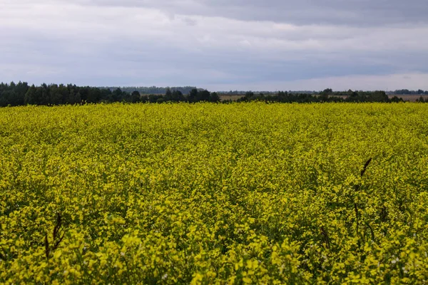 Ufuk ve bulutlu gökyüzü ile sarı tecavüz çiçekleri ile Alan
