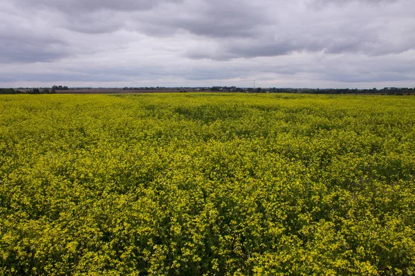 Ufuk ve bulutlu gökyüzü ile sarı tecavüz çiçekleri ile Alan