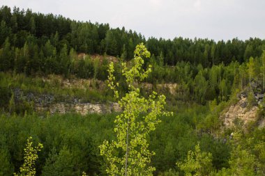 Eski kireçtaşı ocağı genç orman ile büyümüş
