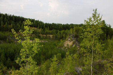 Eski kireçtaşı ocağı genç orman ile büyümüş