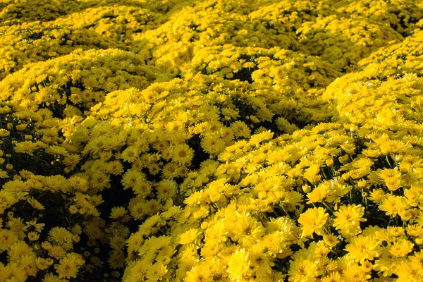 Large Raised Flowerbed Bright Chrysanthemums Close — Stock Photo, Image