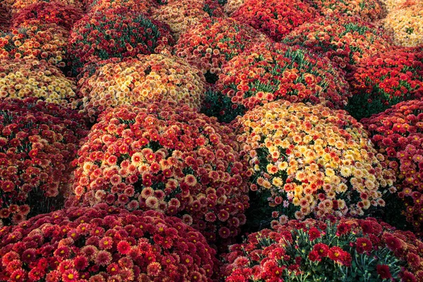 Nagy Virágágyások Fényes Krizantém Közelről — Stock Fotó