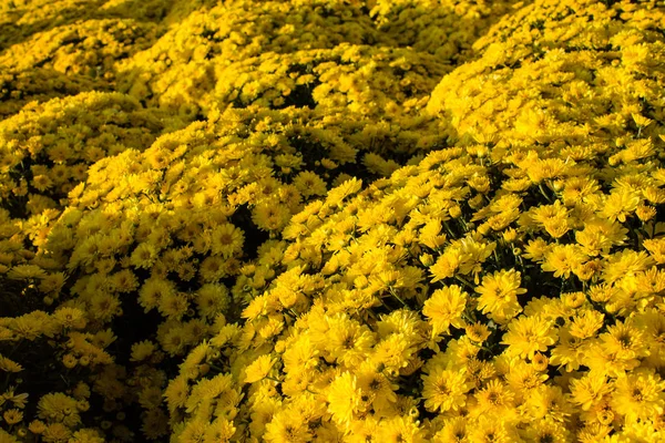 Cama Flores Levantada Grande Com Crisântemos Brilhantes Close — Fotografia de Stock