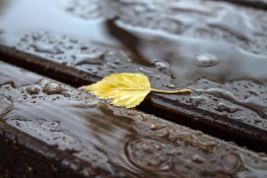 Bulutlu bir sonbahar gününde parkta ıslak ahşap bir bank.