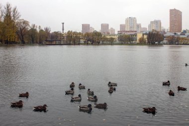 Göl kenarındaki şehir parkında sonbahar yağmurlu günleri