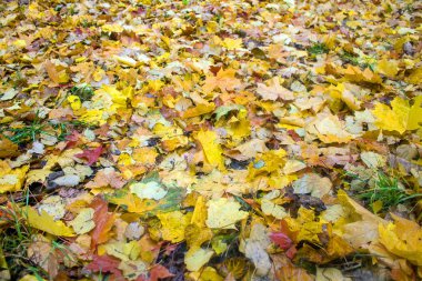 Çimenlerin üzerinde düşmüş parlak sonbahar yaprakları