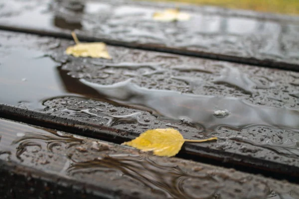 曇りの秋の日に公園内の湿った木製のベンチ — ストック写真