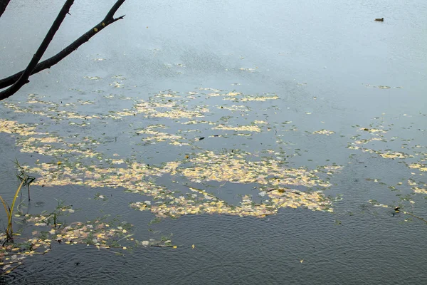 Göl Kenarındaki Şehir Parkında Sonbahar Yağmurlu Günleri — Stok fotoğraf